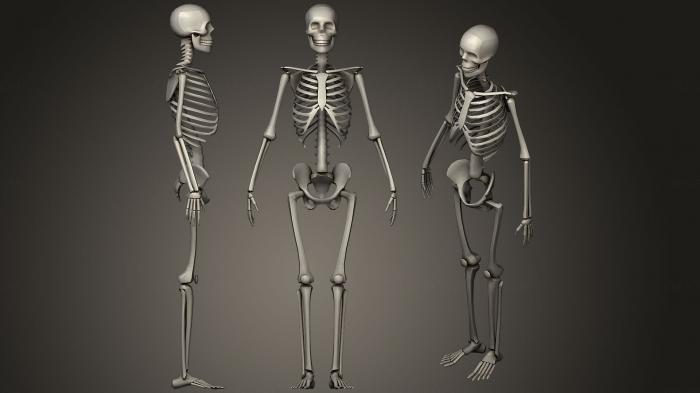 Anatomy of skeletons and skulls (ANTM_1236) 3D model for CNC machine